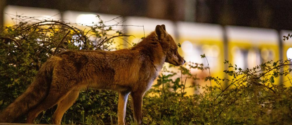 Ein Rotfuchs ist zur späten Stunde am Alexanderplatz unterwegs. Berlin Mitte, Deutschland 