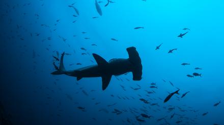 Ein Bogenstirn-Hammerhai im Meer vor Costa Rica