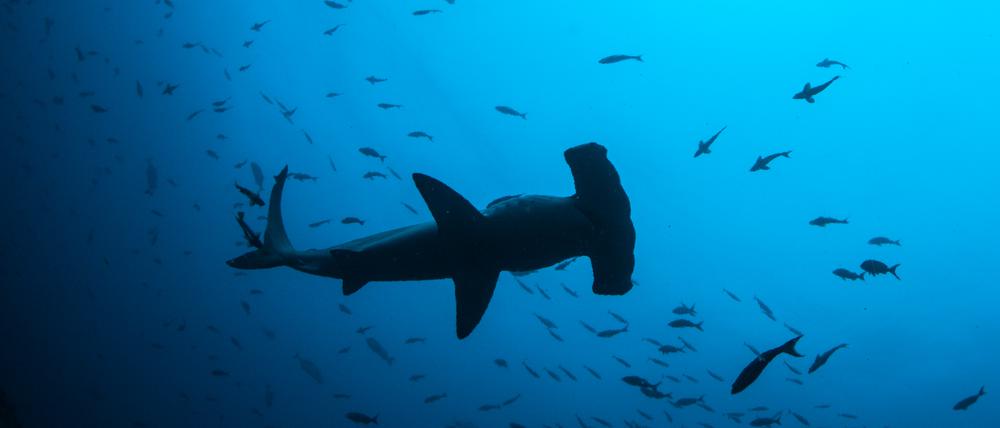 Ein Bogenstirn-Hammerhai im Meer vor Costa Rica