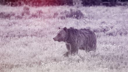 Ein Bär in freier Wildbahn.