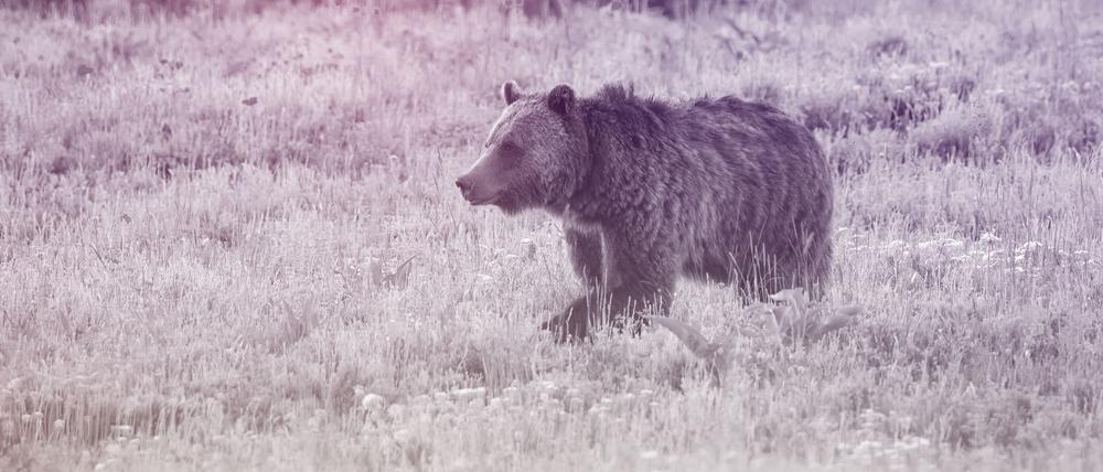 Ein Bär in freier Wildbahn.