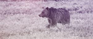 Ein Bär in freier Wildbahn.