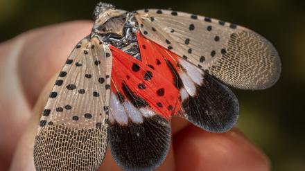 Die Gepunktete Laternenträgerzikade (Lycorma delicatula) befällt Anbaupflanzen wie Obstbäume, Weinreben und Hopfen.
