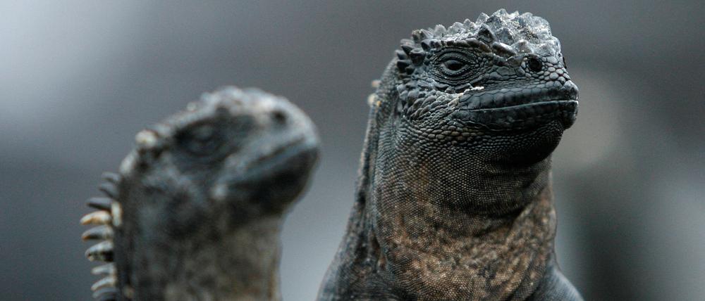 FILE PHOTO: Marine iguanas are seen at the Galapagos National Park on Santa Cruz Island September 15, 2008. REUTERS/Guillermo Granja/File Photo