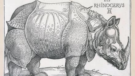 Dürers Holzschnitt „Rhinozeros“ von 1515 gehört zu seinen bekanntesten Motiven und ist in hervorragendem Zustand Teil der Sammlung des Kupferstichkabinetts.