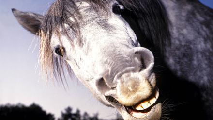 pferd,gebiss,wiehern *** horse,dentition,braying frn-2w