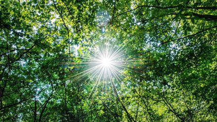 Die Sonne scheint in einem Wald durch die Blätter von Buchen.