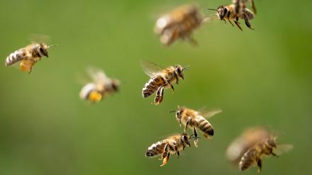 Im Umfeld von Hochspannungsleitungen wurde bei Pflanzen nur noch ein Drittel der Bienenbesuche beobachtet