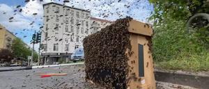 Bienenattacke an der Kreuzung Petersburger Straße/Kochhannstraße.