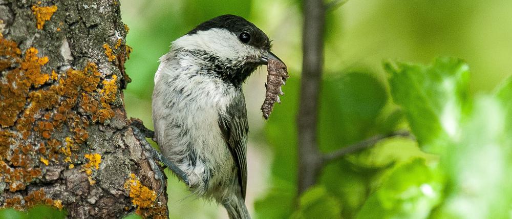 Die Weidenmeise (Poecile montanus) ist durch die Intensivierung der Landwirtschaft und den Temperaturanstieg infolge des Klimawandels gefährdet.