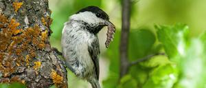 Die Weidenmeise (Poecile montanus) ist durch die Intensivierung der Landwirtschaft und den Temperaturanstieg infolge des Klimawandels gefährdet.