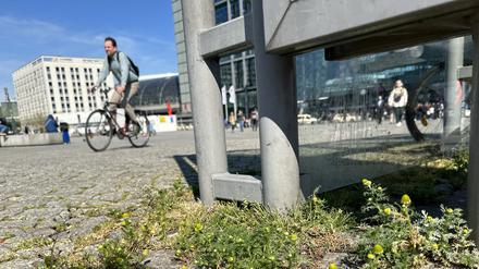 Die Strahlenlose Kamille bildet kleine Teppiche auf dem Washingtonplatz.
