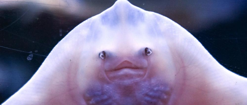 Ein junger Rochen wurde in eines der Becken des Sealife-Aquariums eingesetzt (Aufnahme durch die Glasscheibe des Beckens). Das Aquarium soll am 15.05.2023 wiedereröffnet werden.