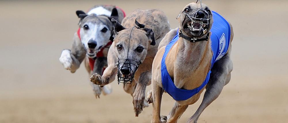 Windhunde erreichen Geschwindigkeiten zwischen 50 und 70 km/h.