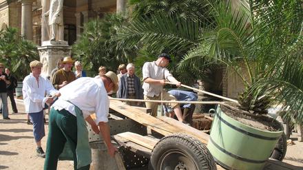 Ausfahren der Orangeriepflanzen aus der Orangerie im Park Sanssouci.  