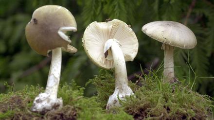 Grüne Knollenblätterpilze stehen am 28.09.2001 im Rostocker Botanischen Garten in der Herbst-Pilzschau. Die Merkmale des Pilzes sind: Hut olivgrün, blaßgrün bis weißlich, meist ohne Hüllreste; Stiel oft blassgrün gemasert, am Grund dickknollig mit lappiger Hauttasche; unter Laubbäumen, besonders Eichen; tödlich giftig. 