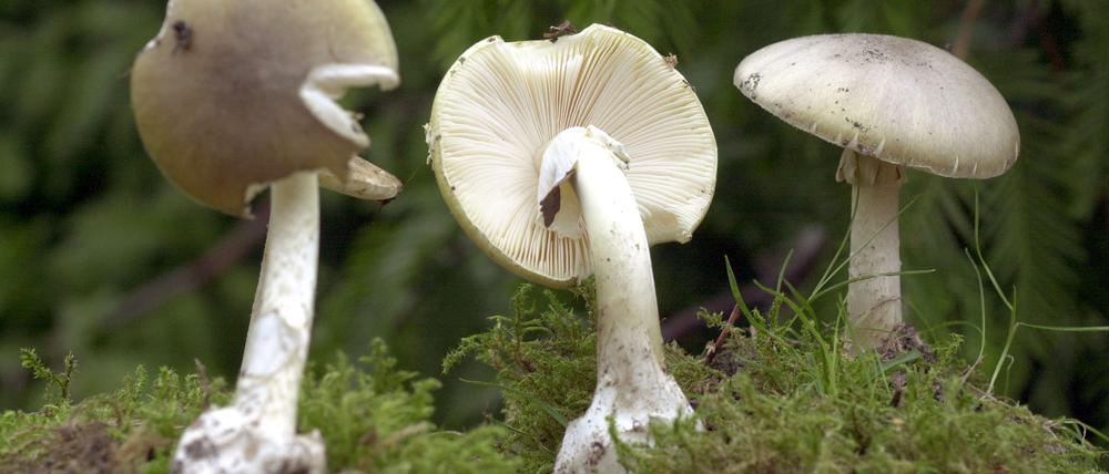 Grüne Knollenblätterpilze stehen im Rostocker Botanischen Garten (Symbolfoto).