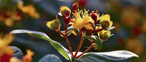 Duftloses Johanniskraut am Johannisstrauch.