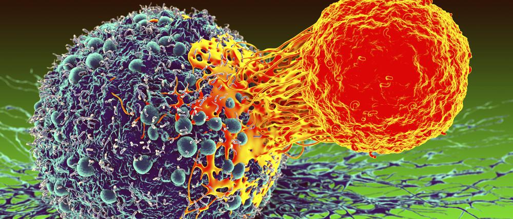  So soll es sein: Eine T-Abwehrzelle (rechts) attackiert in dieser Illustration eine mutierte Krebszelle. Doch diese kann das Immunsystem auch überlisten. 