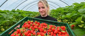 Schön Rot: In den Betrieben in Brandenburg sind die Erdbeeren endlich pflückreif. Wer Freiland will, muss sich aber noch gedulden.  