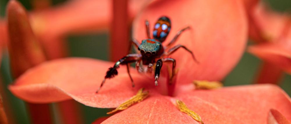 Die Springspinne imitiert mit ihrem Gang Ameisen.