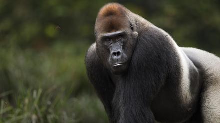 Sei kein Gorilla!