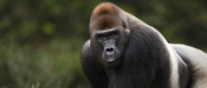 Sei kein Gorilla!