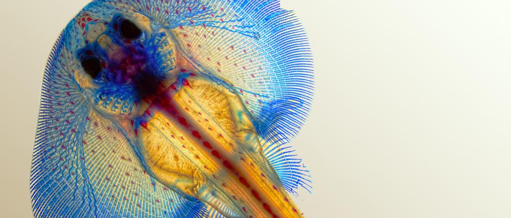 Um die Evolution zu verstehen, wurde die Entwicklung von Rochen-Embryos analysiert - im Bild mit blau angefärbtem Knorpel