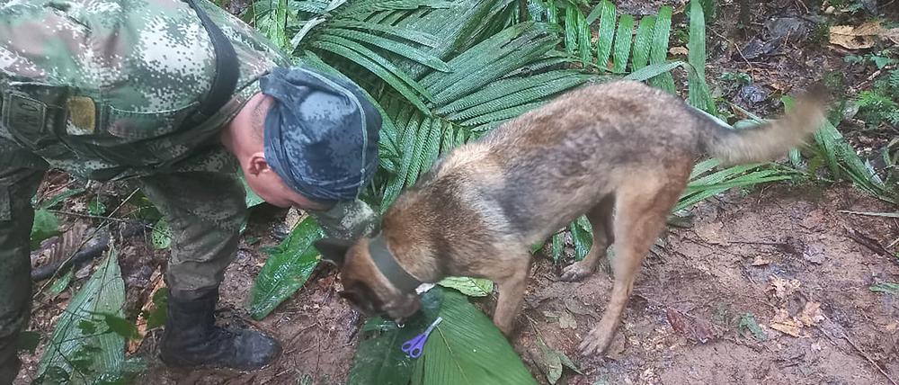 Mehr als zwei Wochen nach dem Absturz eines Kleinflugzeugs im kolumbianischen Regenwald suchen Soldaten und Indigene weiter nach vier Kindern. Nachdem Präsident Gustavo Petro auf Twitter bereits die Rettung der Kinder bekannt gegeben hatte, ruderte er am Donnerstag zurück.