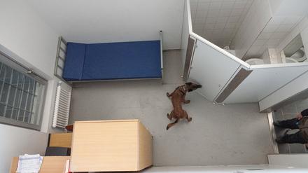 Einsatzhund „Keks“ sucht in einer Übungszelle nach Drogen. 