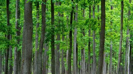 Der Schutzwald „Schlaubetaler Eichen“ der Stiftung des Stifts Neuzelle ist der erste Generhaltungswald Brandenburgs.