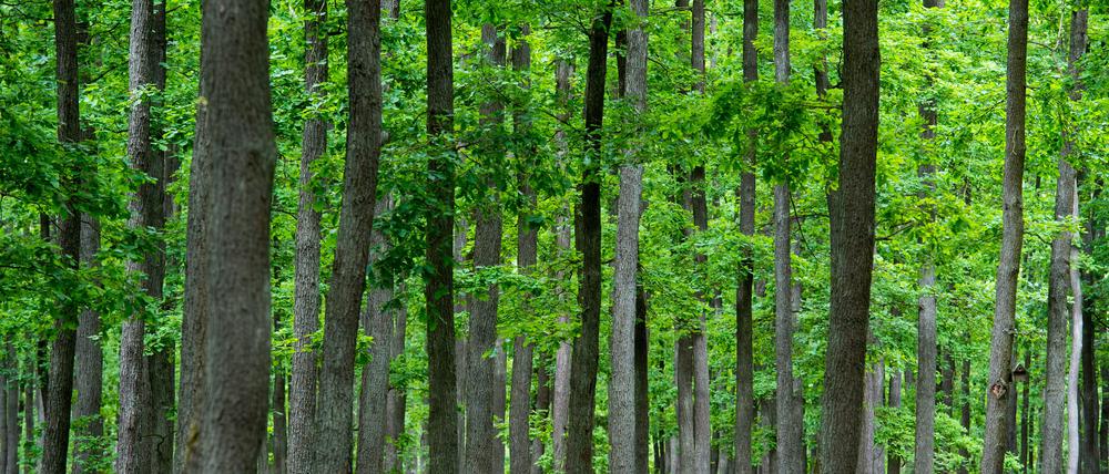 Der Schutzwald „Schlaubetaler Eichen“ der Stiftung des Stifts Neuzelle ist der erste Generhaltungswald Brandenburgs.
