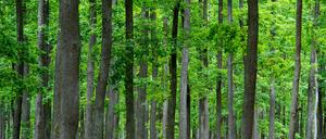 Der Schutzwald „Schlaubetaler Eichen“ der Stiftung des Stifts Neuzelle ist der erste Generhaltungswald Brandenburgs.