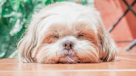 Och, wie knuddlig: ein Shih-Tzu-Welpe.