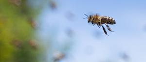 Fliegende Honigbienen vor blauem Himmel. (Symbolbild)