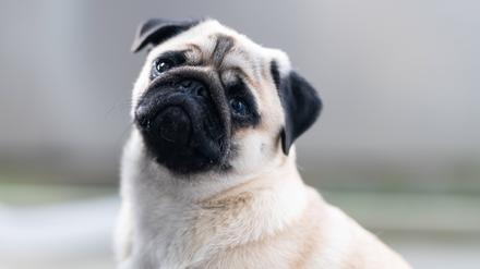  Ein Leben ohne Mops ist sinnlos, hat Loriot gesagt. Doch für viele Möpse ist das Leben beschwerlich, sie bekommen schlecht Luft. 