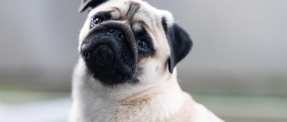  Ein Leben ohne Mops ist sinnlos, hat Loriot gesagt. Doch für viele Möpse ist das Leben beschwerlich, sie bekommen schlecht Luft. 