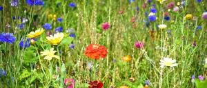 Blühende Wildblumen auf einer Wiese - Nahaufnahme Maßnahmen zur Verbesserung der Biodiversität und Pflanzenvielfalt im Ackerbau, Landwirte säen Wildblumenmischungen an Feldrändern und speziell dafür liegengelassenen Freiflächen aus. Landwirtschaftliches Symbolfoto. Region Weser-Ems Niedersachsen Deutschland *** Blooming wildflowers in a meadow Close-up Measures to improve biodiversity and plant diversity in arable farming, farmers sow wildflower mixtures on field margins and open spaces left specifically for this purpose Agricultural symbol photo Region Weser Ems Lower Saxony Germany  Weltbienentag
