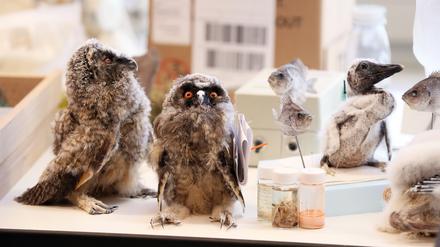 Im Naturkundemuseum gibt es unter anderem Führungen durch die Vogelsammlung.