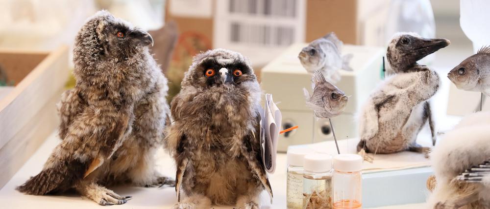 Im Naturkundemuseum gibt es unter anderem Führungen durch die Vogelsammlung.