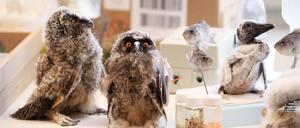 Im Naturkundemuseum gibt es unter anderem Führungen durch die Vogelsammlung.