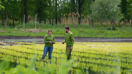 Geschäftsführerin Wiebke Fuchs (l.) und Betriebsleiter Robert Jäkel von der Linumer Naturfisch GmbH im Reisfeld in Brandenburg.