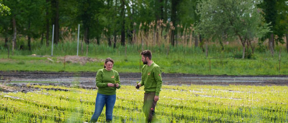 Geschäftsführerin Wiebke Fuchs (l.) und Betriebsleiter Robert Jäkel von der Linumer Naturfisch GmbH im Reisfeld in Brandenburg.