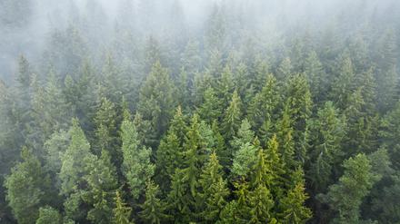 Nebel ist nach einem Regenschauer in einem Waldstück zu sehen. 