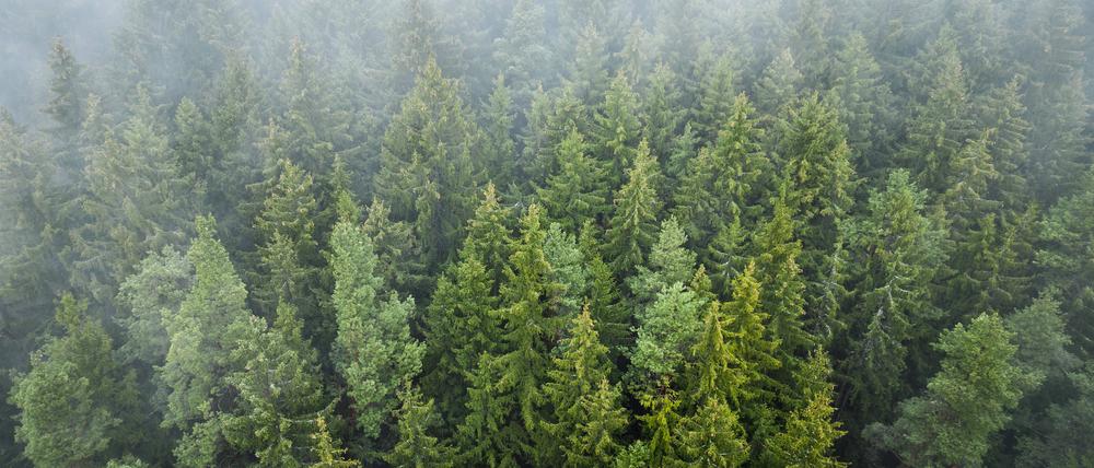 Nebel ist nach einem Regenschauer in einem Waldstück zu sehen. 