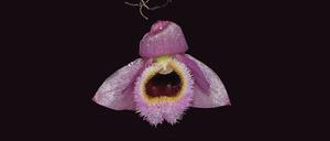 Die rosa-gelbe Mini-Orchidee Dendrobium fuscifaucium aus Laos. 