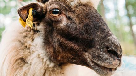 Tiere suchen neues Zuhause.