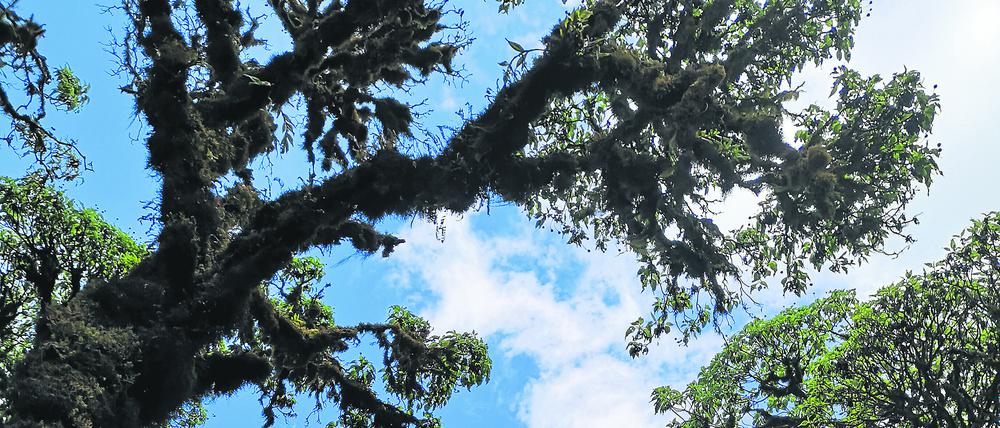 Zusammen mit der Nationalparkverwaltung auf Galapagos wollen die Forscher:innen den einzigartigen Scalesia-Wald restaurieren.