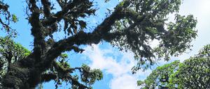 Zusammen mit der Nationalparkverwaltung auf Galapagos wollen die Forscher:innen den einzigartigen Scalesia-Wald restaurieren.
