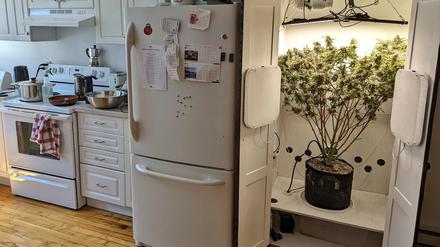 Growschrank in der Küche